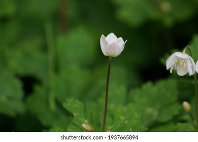 Soft Windflower Is In The Field