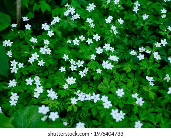 Soft Windflower In Spring Hokkaido