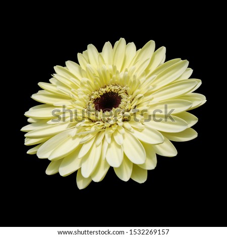 soft yellow Garbera in black background to easy selection