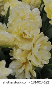 Soft yellow peony-flowered Double Early tulips (Tulipa) Avant Garde bloom in a garden in March 2015 - Shutterstock ID 1814014622