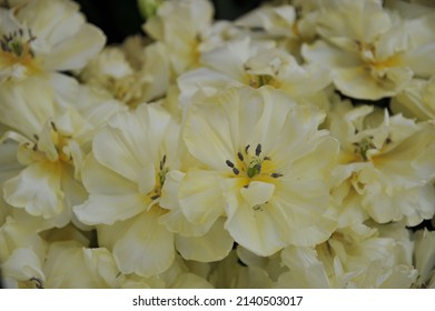 Soft yellow peony-flowered Double Early tulips (Tulipa) Avant Garde bloom in a garden in March - Shutterstock ID 2140503017
