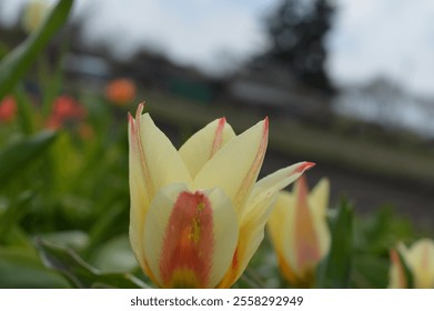 Soft yellow tulips bloom in a garden under a cloudy sky during springtime - Powered by Shutterstock