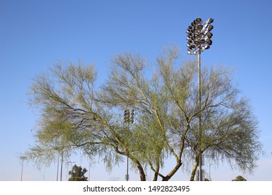 Softball Field Lights With Trees