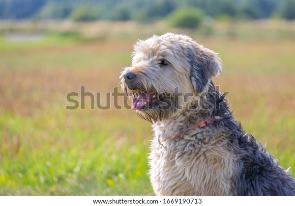 Soft-coated Wheaten Terrier close on blurred\
meadow background in summertime. Portrait of Irish soft coated\
wheaten terrier with copy\
space.