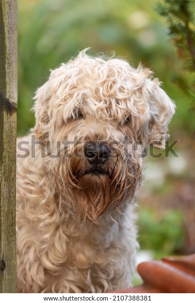 Soft-Coated\
Wheaten Terrier peeking round a garden\
gate.