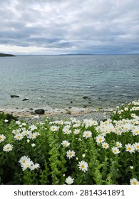 Soft-focus selective view of a dense patch of vibrant white daisies blooming along a cliffside walk, with a beautifully blurred turquoise ocean background