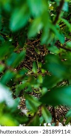 Soft-focus view through dense green foliage, capturing a hidden glimpse of the forest floor. A natural abstract composition with depth and tranquility