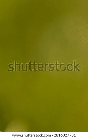 Softly blurred green background featuring a bokeh effect, ideal for use in design projects, presentations, or as a backdrop for text and graphics