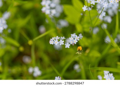 Softly blurred image of tiny blue flowers with layered foliage background. Subtle focus on miniature blue blooms intertwined with layered green leaves and gentle bokeh effects