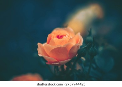 A softly focused close-up capturing a single delicate rose in full bloom. The pale peach or light coral hue with overlapping petals and subtle gradients.