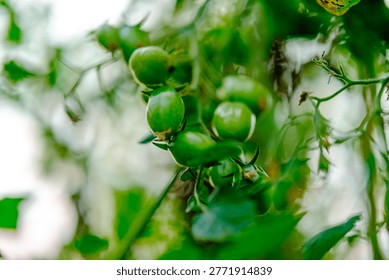 Softly focused macro image capturing perfectly smooth unblemished green cherry tomatoes clustered closely together on a thick vine prior to reaching full maturity