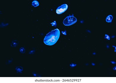 Softly glowing jellyfish float through dark water creating a mesmerizing aquatic light show for onlookers.