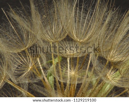 Similar – wheat field Wheat