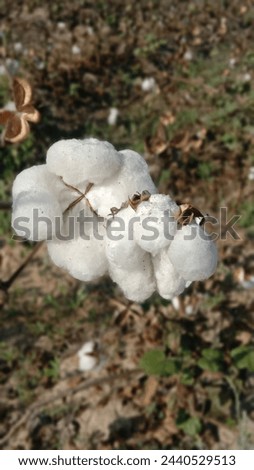 Softness personified in a close-up of fluffy cotton bolls, symbolizing comfort and purity. Ideal for textile, hygiene, or natural product concepts. 🌿 #Cotton