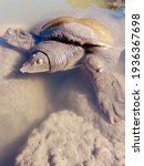 Softshell turtle Apalone Ferox comes out of the water of a pond.
Huge turtle moves the sand underwater with its paws.
Wild animals and outdoor life.