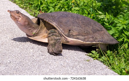 Softshell Turtle Everglades National Park Stock Photo 724163638 ...