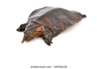 Baby Box Turtle Isolated On White Stock Photo 137172248 | Shutterstock