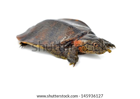 soft-shell turtles - Family: Trionychidae in front of a white backgroung 