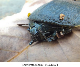 Soft-shelled turtle on dry leaf. See how small it is.