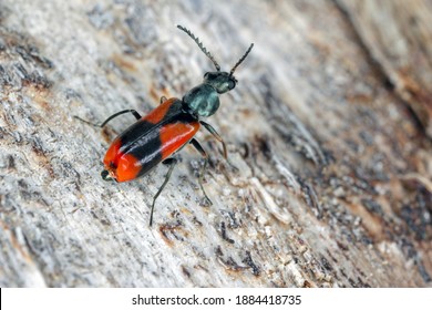 Soft-winged flower beetle (Anthocomus equestris) on dead wood.