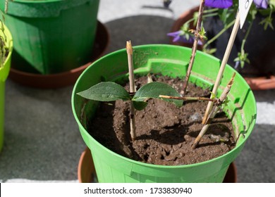 Softwood twigs in a pot, used as stem cuttings to propagate plants. Philadelphus or mock orange stem cuttings in a green vase with soil. - Shutterstock ID 1733830940