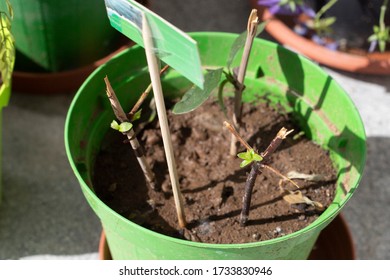 Softwood Twigs In A Pot, Used As Stem Cuttings To Propagate Plants With New Sprouts. Philadelphus Or Mock Orange Stem Cuttings In A Green Vase With Soil.