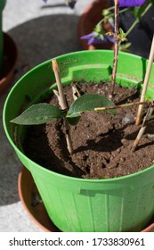 Softwood Twigs In A Pot, Used As Stem Cuttings To Propagate Plants. Philadelphus Or Mock Orange Stem Cuttings In A Green Vase With Soil. Vertical Shot.