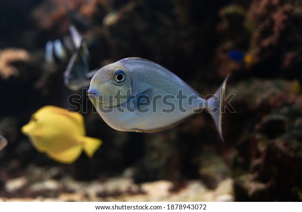 Sohal surgeonfish. Fish - a type of bone\
fish Osteichthyes.\
Fish-surgeons.