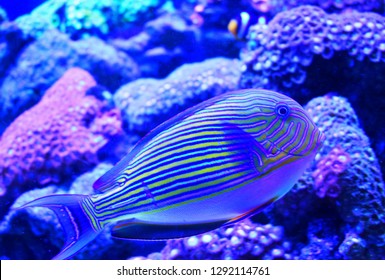 red sea surgeonfish images