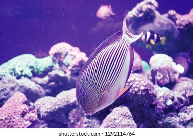 red sea surgeonfish images
