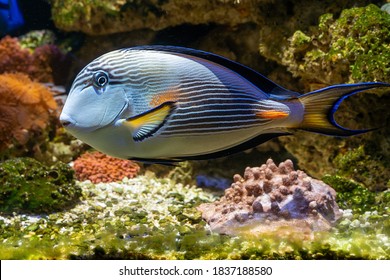 Sohal Tang(Acanthurus sohal) swimming in reef tank