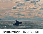 Sohutern right whale jumping, endangered species, Patagonia,Argentina.
