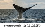 Sohutern right whale tail, endangered species, Patagonia,Argentina.