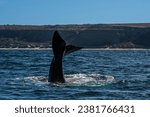 Sohutern right whale tail,Peninsula Valdes, Chubut, Patagonia,Argentina