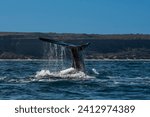 Sohutern right whale tail,Peninsula Valdes, Chubut, Patagonia,Argentina