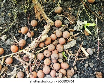 Soil background