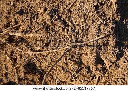 Soil background, texture. Soil with roots in ground, close-up. The earth inside. Erosion. Dried soil as result of drought and extreme heat. Dries, drought. Tree root in ground after excavation. Earth