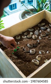 Soil Covering Stones In A Wooden Planter Box.