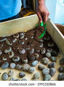 Soil Covering Stones In A Wooden Planter Box.