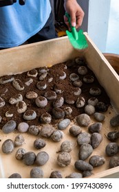 Soil Covering Stones In A Wooden Planter Box.