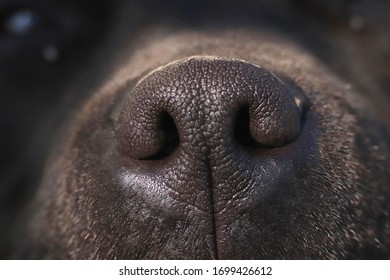 black dog nose