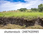 Soil erosion at drop off into a creek showing exposed roots and dirt along the water edge.