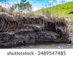 Soil erosion at drop off into a creek showing exposed roots and dirt along the water edge.