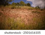 Soil erosion: eroding rill network on the hillside slope, brown or red and dry-loving vegetation