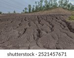 Soil erosion: eroding rill network on the hillside slope, brown or red and dry-loving vegetation.Deforestation environmental problem, rain forest destroyed for oil palm plantations.