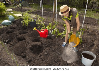 Soil fertilization. A woman farmer pours wood ash from a bucket into a hole for planting tomato seedlings.