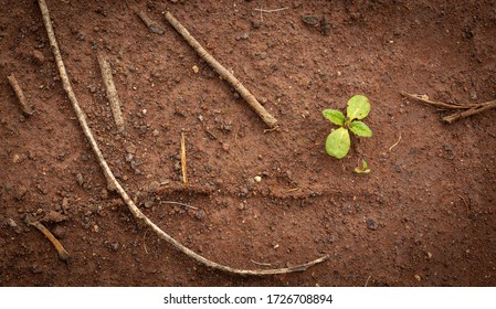 Soil Food Web Ecosystem, Decomposition Of Organic Matter And New Plant Growth