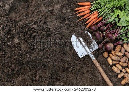 Soil ground texture background with vegetables, autumn harvest, copyspace, harvesting. Bunch of carrot, beetroot and potato in garden, top view with copy space