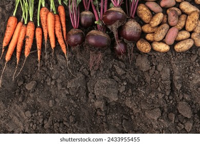 Soil ground texture with organic bio vegetables background, autumn harvest, copyspace. Bunch of carrot, beetroot and potato in garden, top view - Powered by Shutterstock