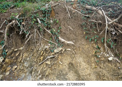 Soil Horizon Layers.  O Is Humus Or Organic, A Is Topsoil, B Is Subsoil, C Is Parent Material And R Is Bedrock.